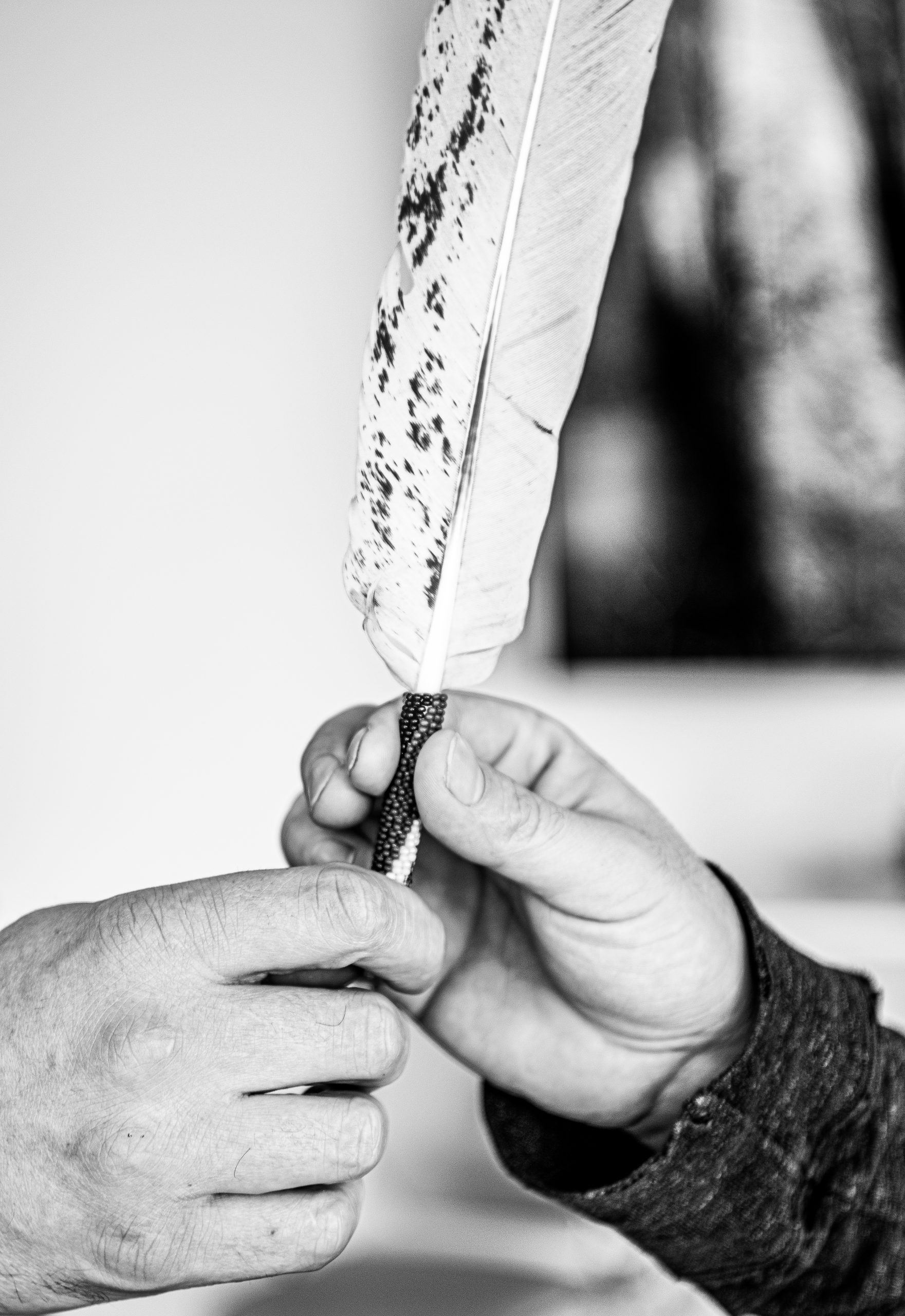 An image of a feather